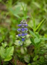 Blue flower ajuga reptans or bugle or bugleweed on a green meadow. Catlins giant on a meadow. Spring flower.