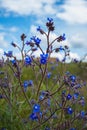 Blue flower alkanaa tinctoria, five petal alkannin Royalty Free Stock Photo