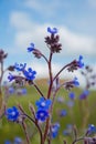 Blue flower alkanaa tinctoria, five petal alkannin with thorns Royalty Free Stock Photo