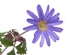 Blue flower anemone blanda Royalty Free Stock Photo