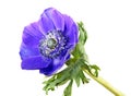 Blue flower of Anemone coronaria or Grecian windflower isolated on white