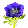 Blue flower of Anemone coronaria or Grecian windflower isolated on white