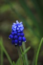 Blue flower