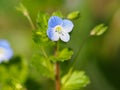 Blue flower of birdeye speedwell Royalty Free Stock Photo