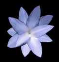 Blue flower. Black isolated background with clipping path. Closeup. no shadows. For design. Royalty Free Stock Photo