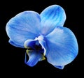 Blue flower on black  isolated background with clipping path.  For design.  Closeup. Royalty Free Stock Photo