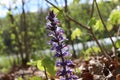 Blue flower bloomed in spring in the forest Royalty Free Stock Photo