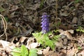 Blue flower bloomed in spring in the forest Royalty Free Stock Photo