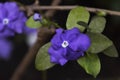 Blue flower