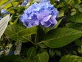 Blue flower blur background wallpaper hydrangea flower picture