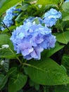 Blue flower blur background wallpaper hydrangea flower picture