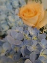 Blue flower with blurr orange rose