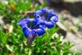 Blue flower on a blurred background of grass. Mountain alpine flower. Royalty Free Stock Photo