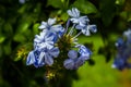 Blue flower bouquet