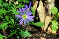 Blue flower Brachyscome iberidifolia in the garden Royalty Free Stock Photo