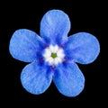 Blue flower of brunnera closeup, forget-me-not, myosotis, isolated on black background