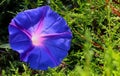 Blue flower in the bryant park, kodaikanal Royalty Free Stock Photo