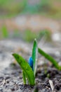 A blue flower bud and its leaf in the garden mud