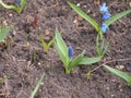 ÃÂ­Blue flower buds of the hyacinth. Spring flowers. Gardening