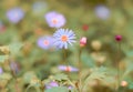 Blue flower in the bush Royalty Free Stock Photo