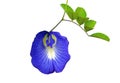 Blue flower of Butterfly pea or Blue Pea isolated on white background