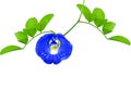 Blue flower of Butterfly pea or Blue Pea isolated on white background Royalty Free Stock Photo