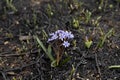 Blue flower can survive on ash of burnt grass due to wildfire