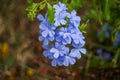 Blue flower of Cape leadwort in the garden. (Scientific name Plumbago auriculata