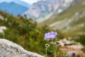 Blue flower of Caucasian pincushion flower Scabiosa caucasica on blurred alpine background