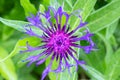 Blue flower of Centaurea scabiosa also known as greater knapweed, beautiful colorful decorative garden plant which attracts