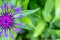 Blue flower of Centaurea scabiosa also known as greater knapweed, beautiful colorful decorative garden plant which attracts