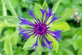 Blue flower of Centaurea scabiosa also known as greater knapweed, beautiful colorful decorative garden plant which attracts