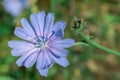 Blue flower chicory close-up