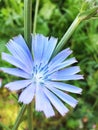 Blue flower of Chicory ordinary in summer day Royalty Free Stock Photo