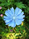 Blue flower of Chicory ordinary in summer day Royalty Free Stock Photo