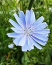 Blue flower of Chicory ordinary in summer day Royalty Free Stock Photo