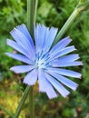 Blue flower of Chicory ordinary in summer day Royalty Free Stock Photo