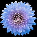 Blue  flower  chrysanthemum on the black isolated background with clipping path. Closeup. For design. Royalty Free Stock Photo