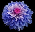 Blue flower chrysanthemum, black isolated background with clipping path. Closeup. no shadows.