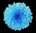 Blue flower chrysanthemum, garden flower, black isolated background with clipping path. Closeup. no shadows. blue centre. Royalty Free Stock Photo