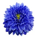 Blue flower chrysanthemum on white isolated background with clipping path. Closeup. no shadows. Royalty Free Stock Photo