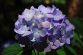 BLUE HYDRANGEA FLOWER Royalty Free Stock Photo