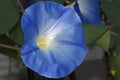 Blue flower