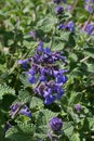 Blue flower cluster of Nepeta Cataria plant, commonly known as catnip, catswort, catwort, and catmint Royalty Free Stock Photo