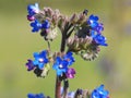 Blue flower of Common bugloss or Alkanet