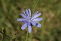 Blue flower of common chicory