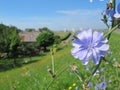 Blue flower of Common chicory Cichorium intybus on a sunny day at a dike in the Netherlands.