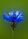Blue flower(cornflower ) over green blurred background Royalty Free Stock Photo