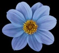 Blue flower dahlia isolated on black background. For design. Closeup. Nature Royalty Free Stock Photo
