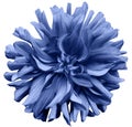 Blue flower dahlia on a white background isolated with clipping path. Closeup. shaggy flower for design. Royalty Free Stock Photo